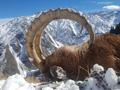 Kazakh Ibex-image1